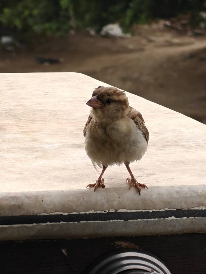 A sparrow standing on a ledge