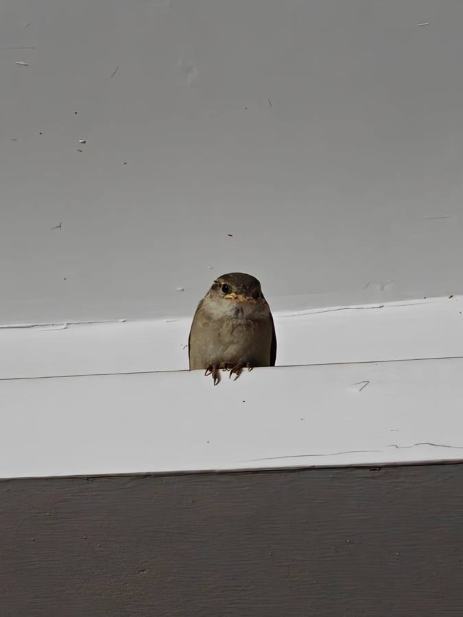 A sparrow peeking over a ledge