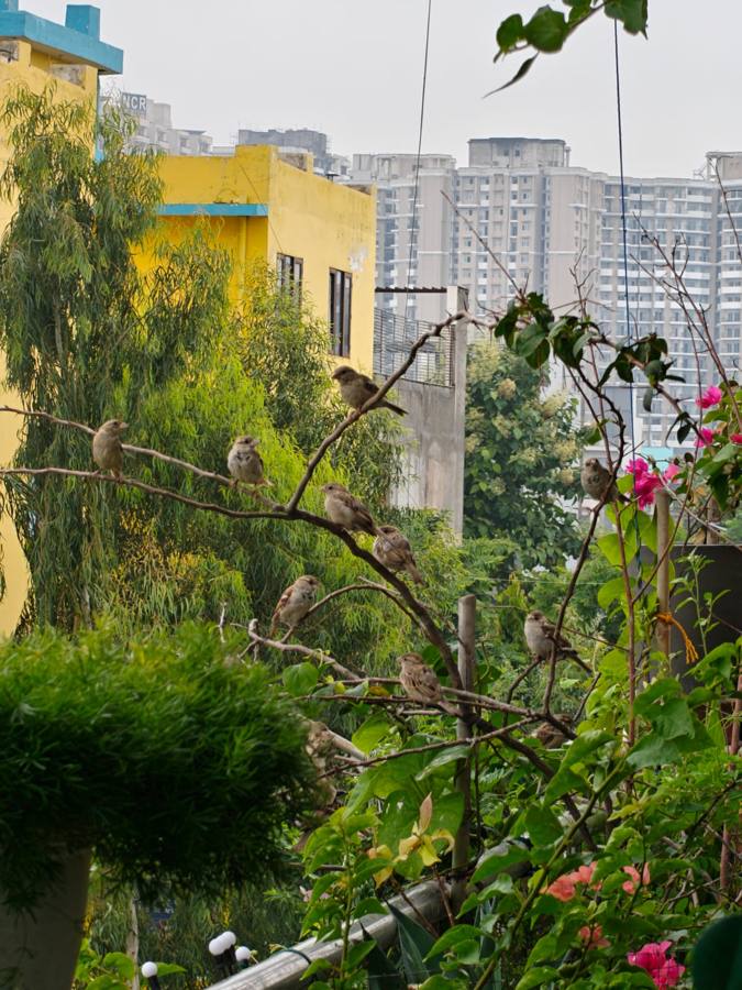 Sparrows perched among flowering plants on the balcony