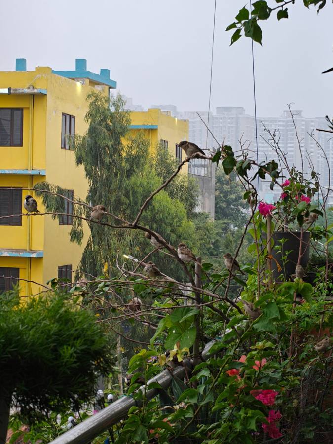Sparrows and flowering plants in the balcony garden