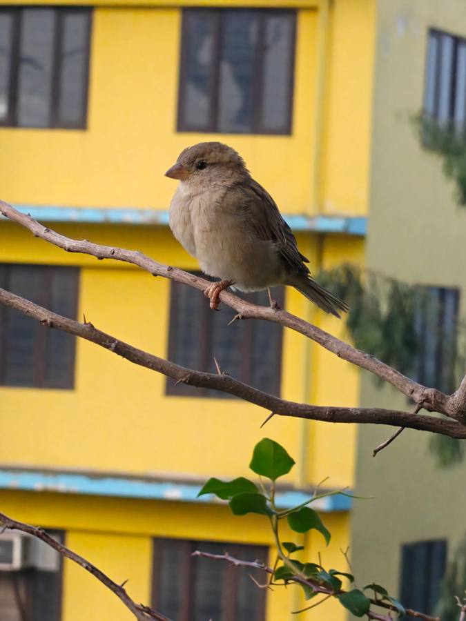 A sparrow on a branch in front of a yellow building