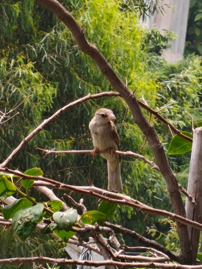A sparrow resting on a branch in the greenery