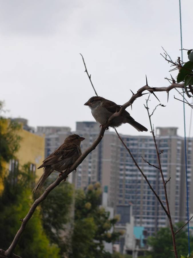 Two sparrows on a branch