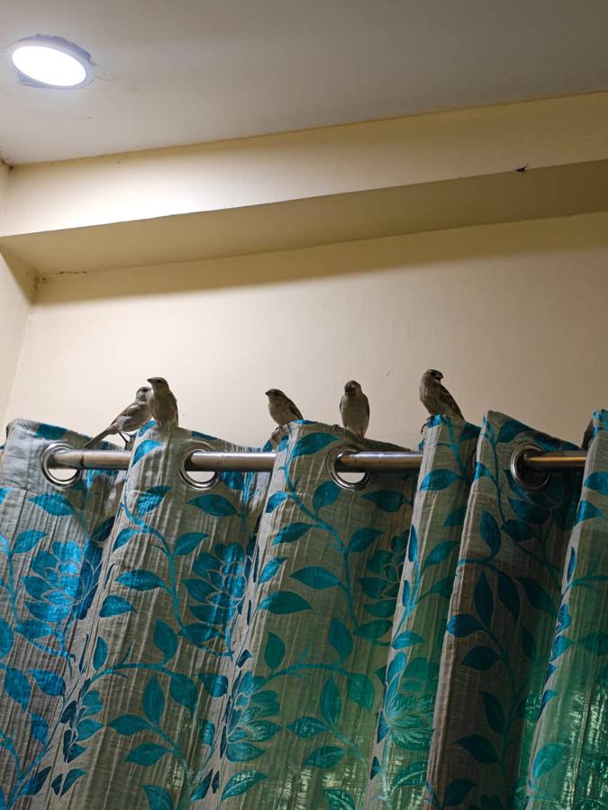 Sparrows lined up on a curtain rod indoors
