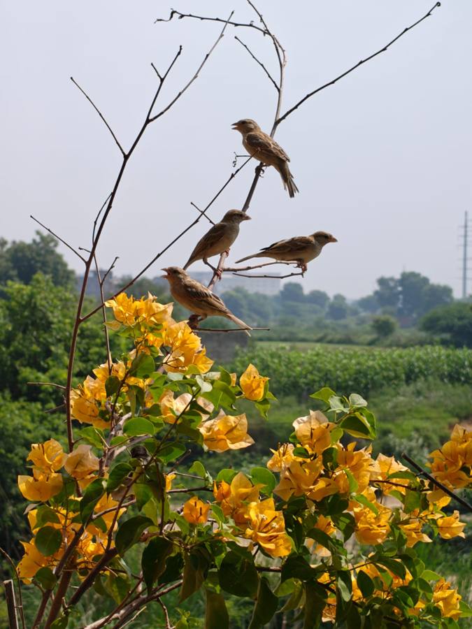Sparrows on bare branches above yellow flowers
