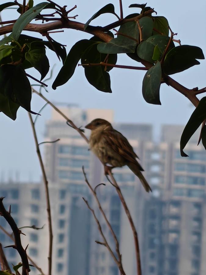 A sparrow on a branch against the city skyline