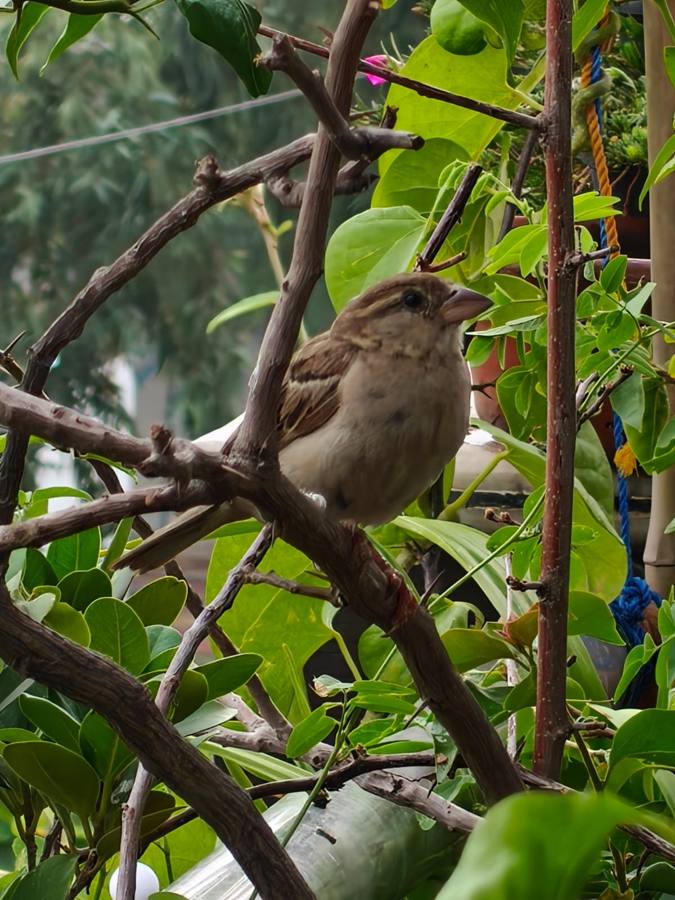 A sparrow among leafy branches