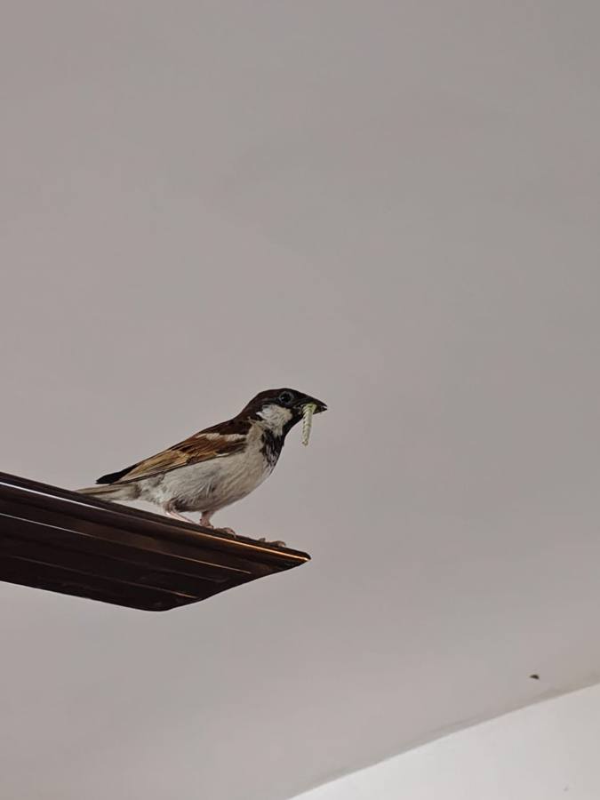 A male sparrow perched on an edge