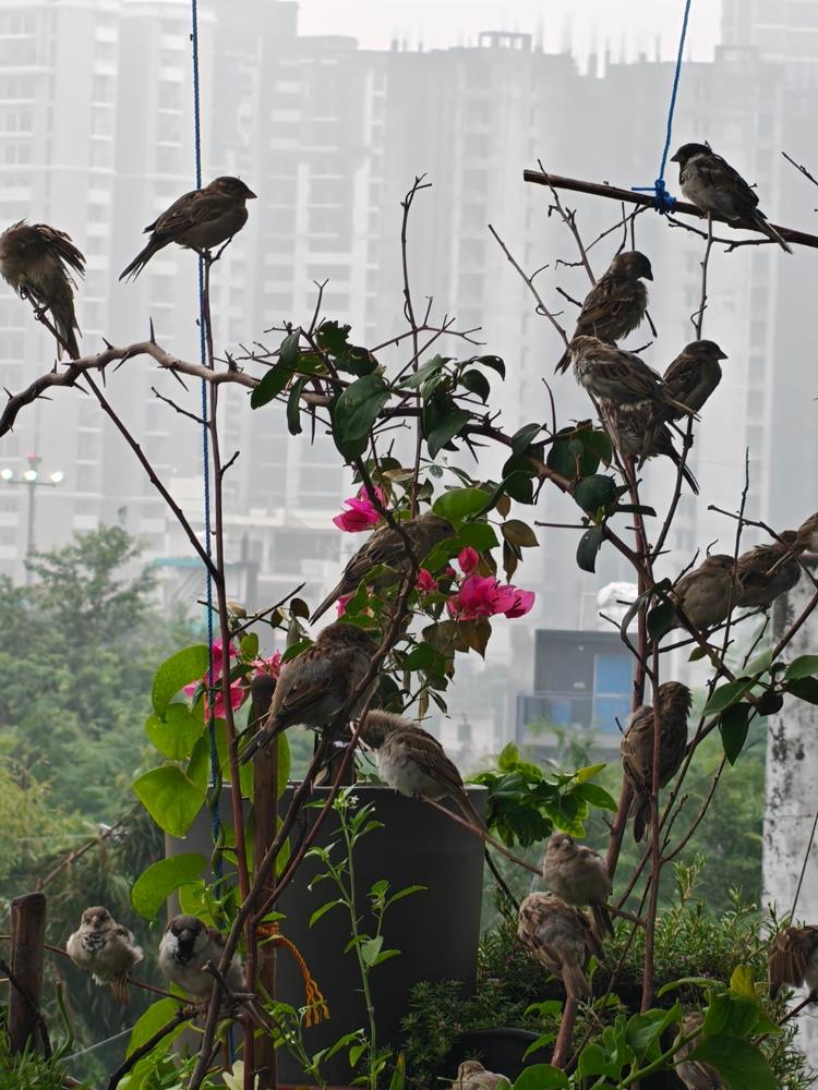 A flock of sparrows on a flowering shrub in the balcony garden